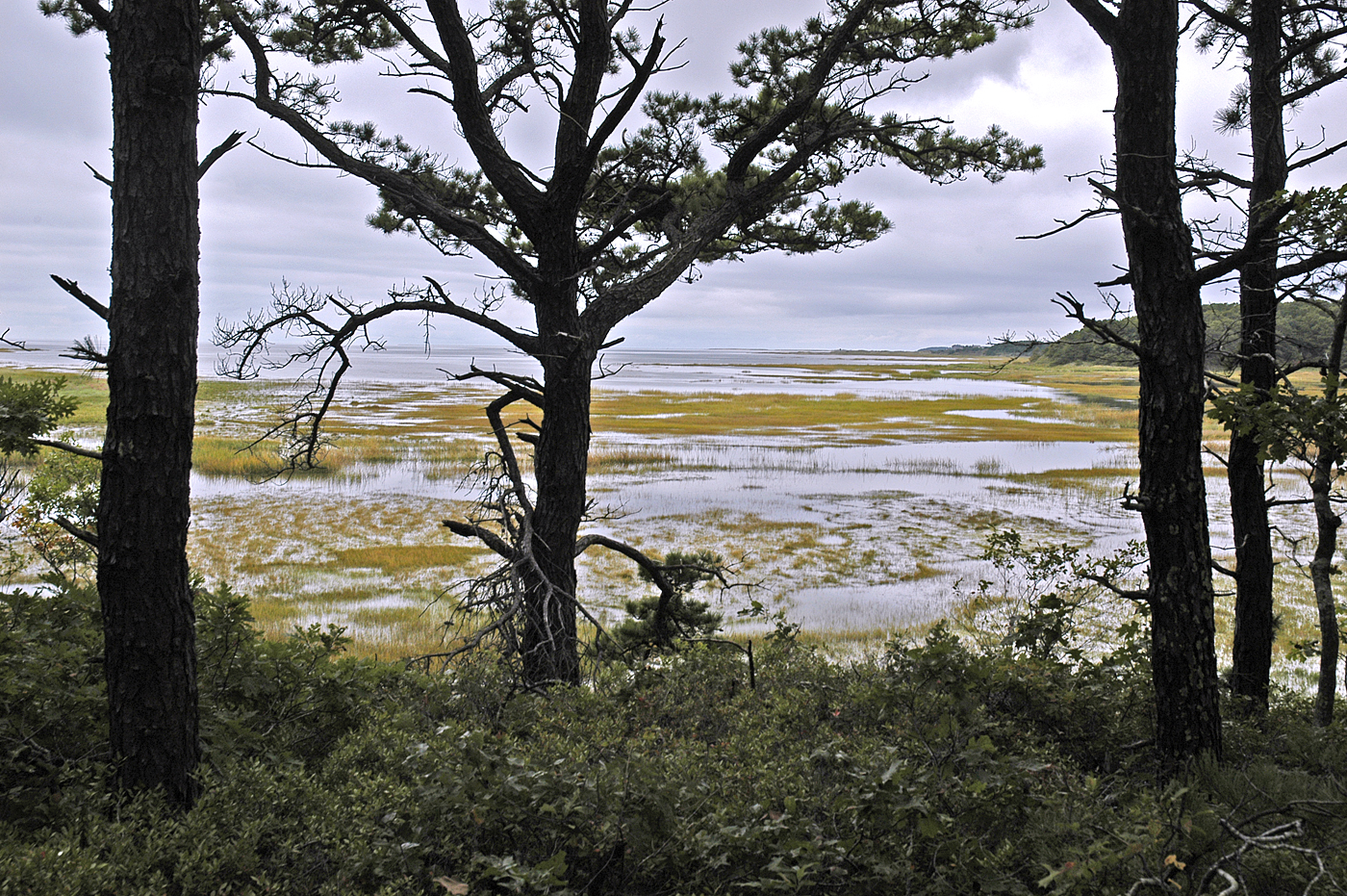 Audubon Wellfleet-6.jpg