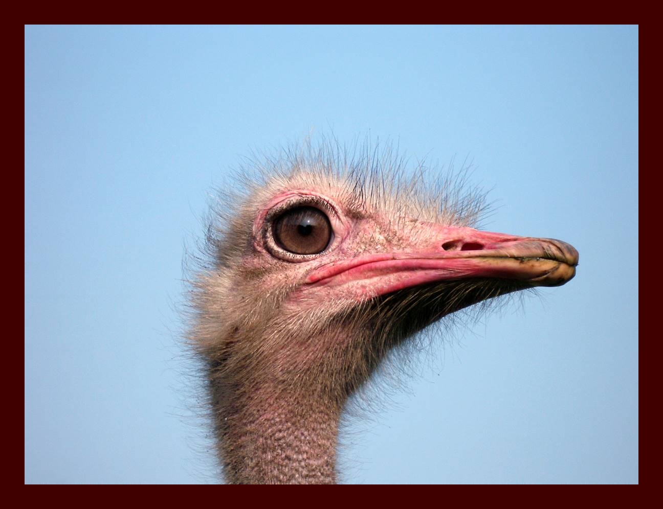 Ostrich in Wittelte.jpg