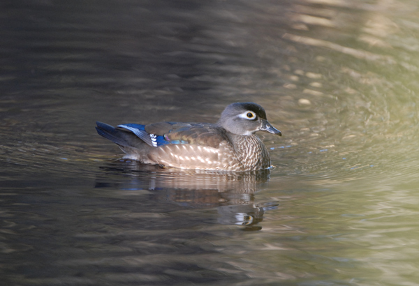 Wood Duck (female)