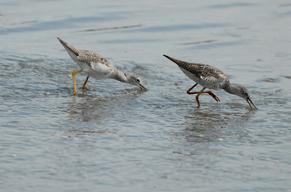 Lesser Lellowlegs