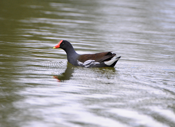 Common Moorhen