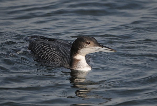 Common Loon