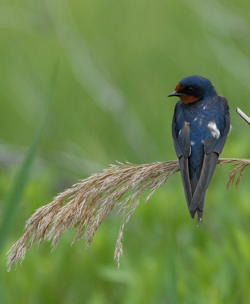 Barn Swallow