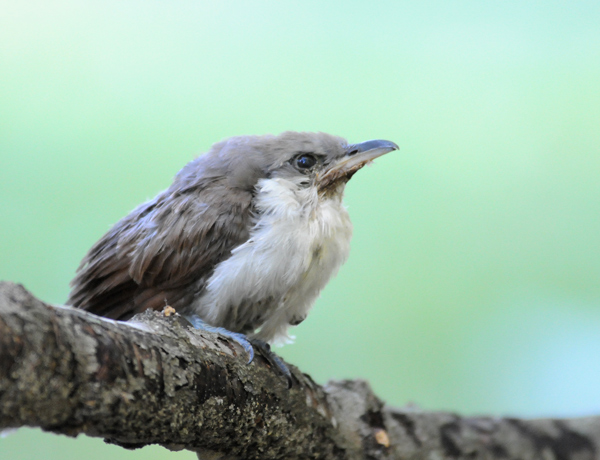 (fledgling)