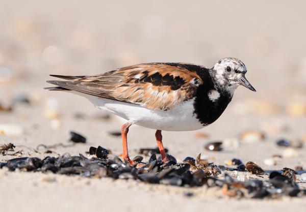 Ruddy Turnstone