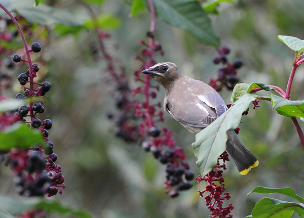 (juvenile)