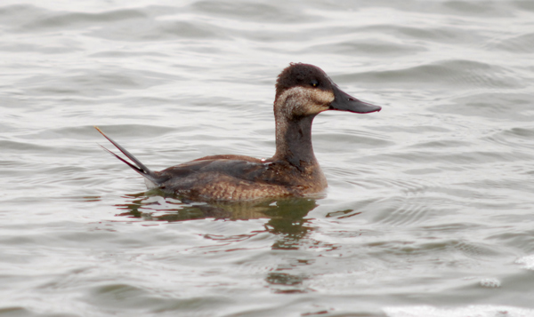 Ruddy Duck