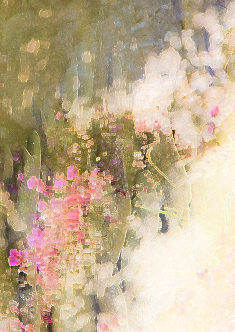 Shoreline Flowers