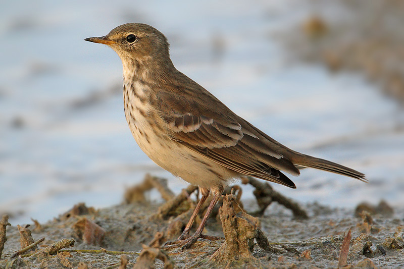 Water pipit, Champ-Pittet, Switzerland, October 2008