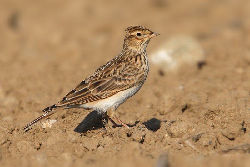 Skylark, Colombier, Switzerland, October 2008