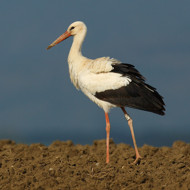 White stork (ciconia ciconia), Bussigny, Switzerland, April 2009