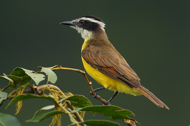 Great Kiskadee (pitangus sulphuratus), La Selva Lodge, Ecuador, January 2009