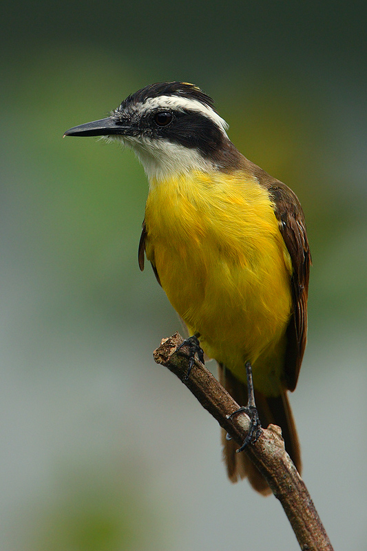 Great Kiskadee (pitangus sulphuratus), La Selva Lodge, Ecuador, January 2009