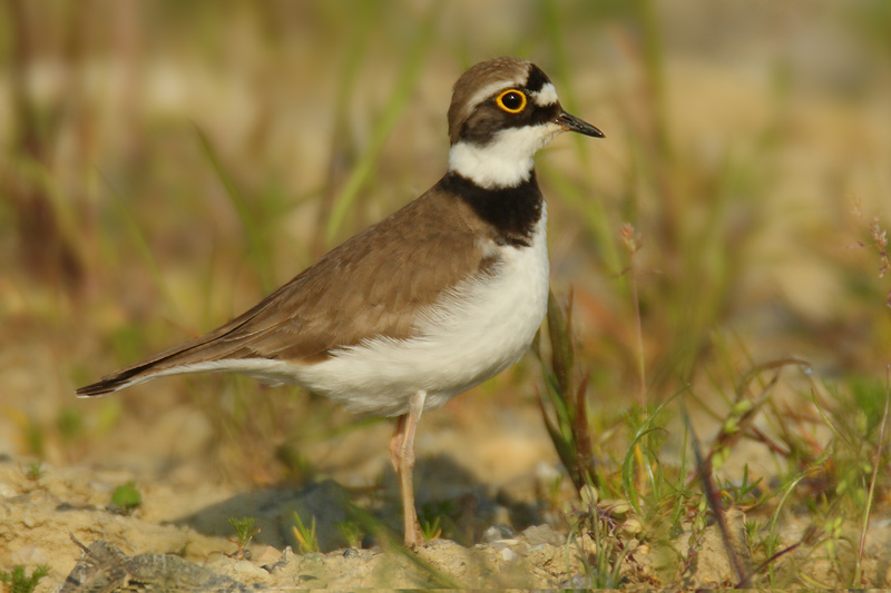 Little ringed plover (charadrius dubius), Grandcour, Switzerland, May 2009