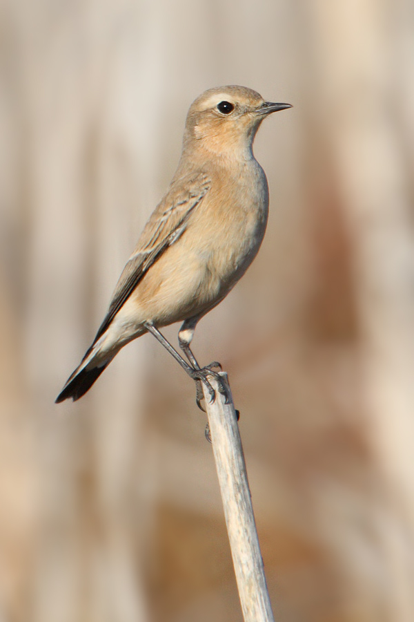 Northern wheatear (oenanthe oenanthe), Vullierens, Switzerland, August 2009