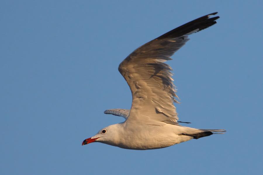 Audouins gull (ichthyaetus audouinii), Santa Pola, Spain, September 2009