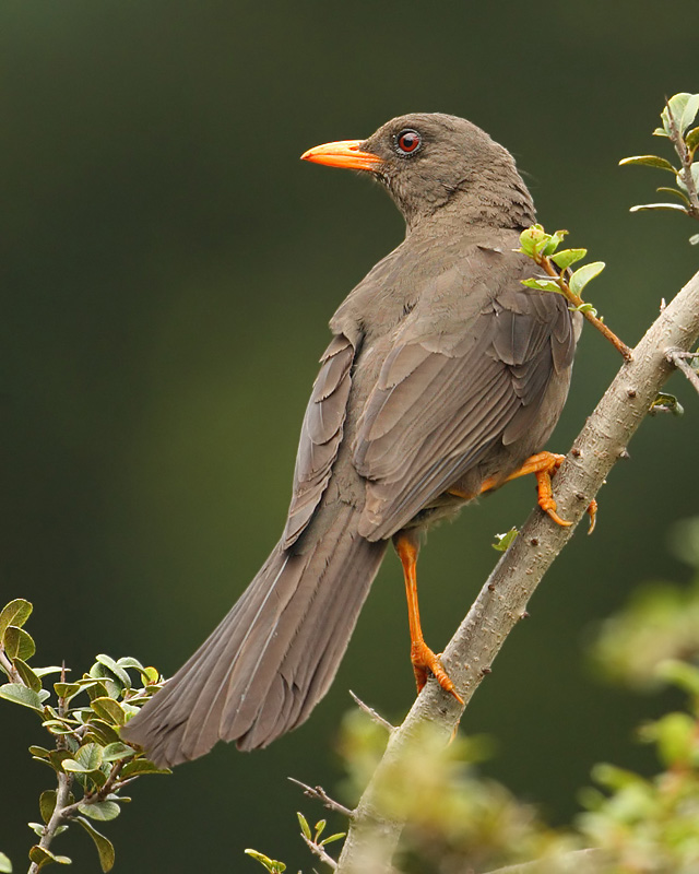 Great thrush (turdus fuscater), Quito, Ecuador, December 2008
