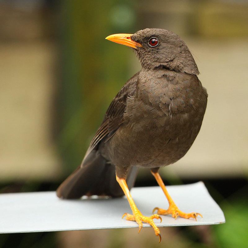 Great thrush (turdus fuscater), Quito, Ecuador, December 2008