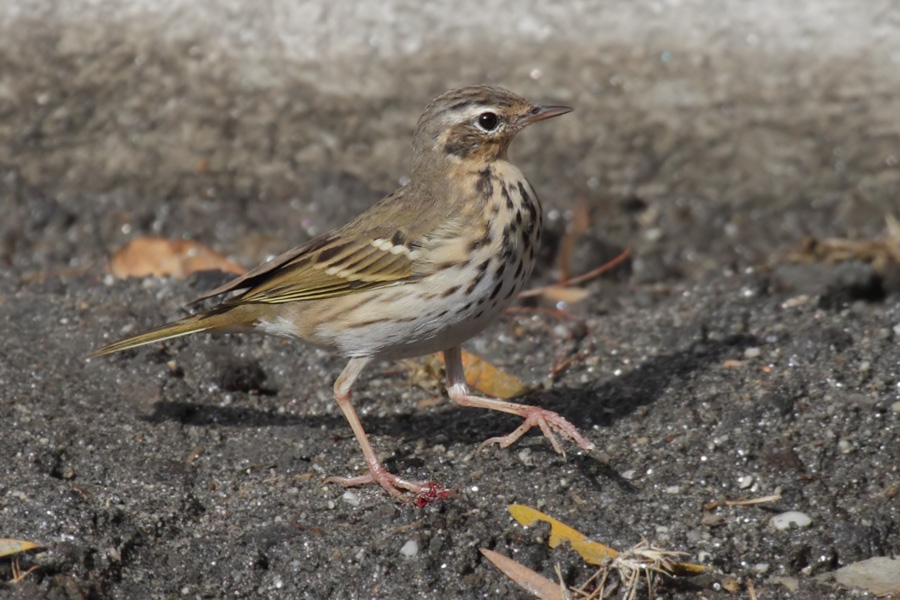 Olive-backed pipit (anthus hodgsoni), Kathmandu, Nepal, March 2011