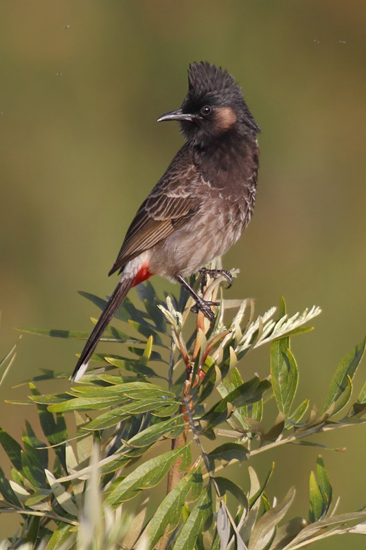 Red-vented bulbul (pycnonotus cafer), Kathmandu, Nepal, March 2011