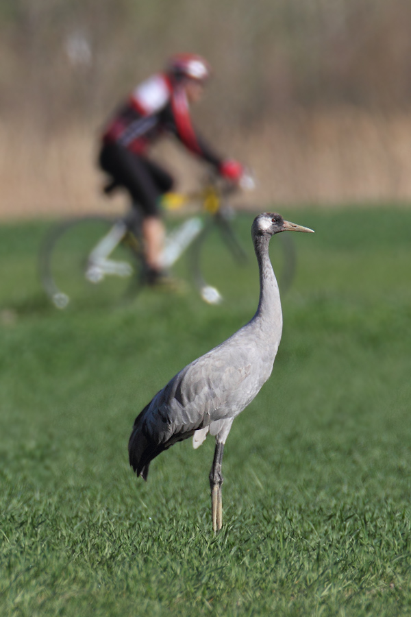 Common crane (grus grus), Trtmann, Switzerland, April 2011