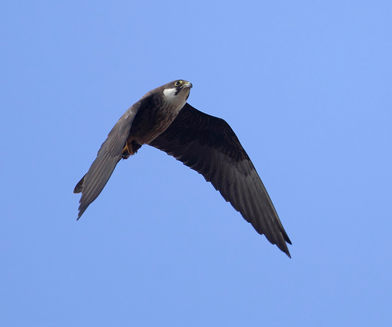 Eleonoras falcon (falco eleonorae), Mirador del Rio (Lanzarote), Spain, September 2011