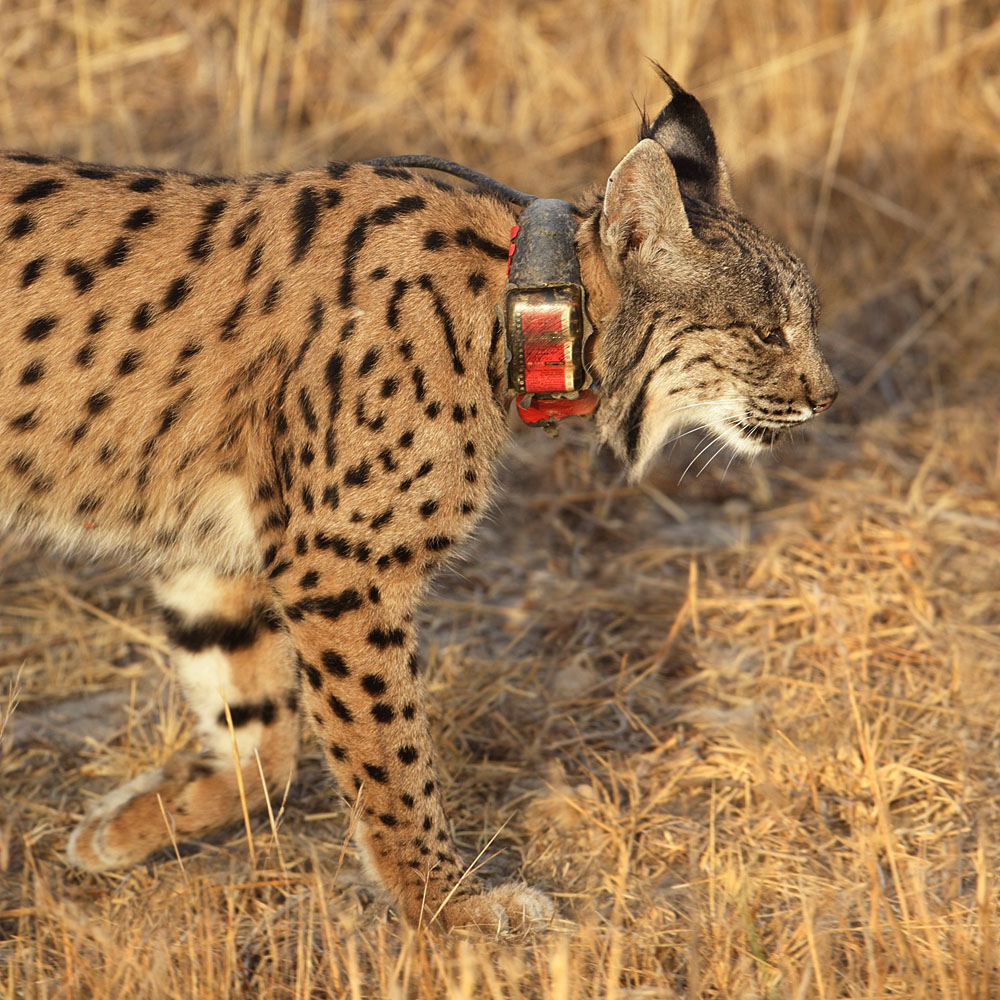 Iberian lynx (lynx pardinus), Doana.