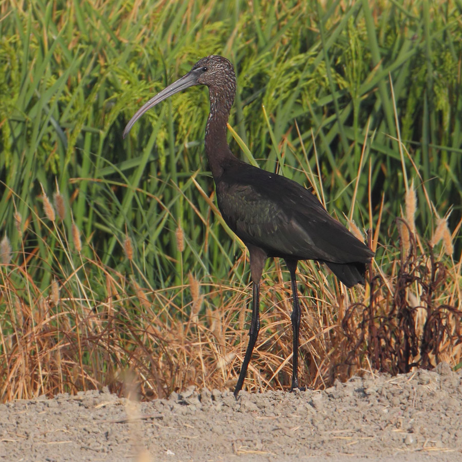 Glossy ibis (plegadis falcinellus), Doana, Spain, August 2012
