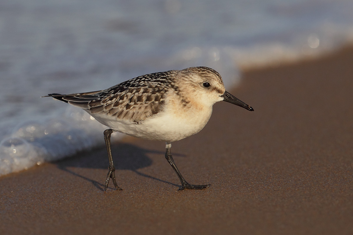 Sanderling (calidris alba), Mazagn, Spain, September 2012