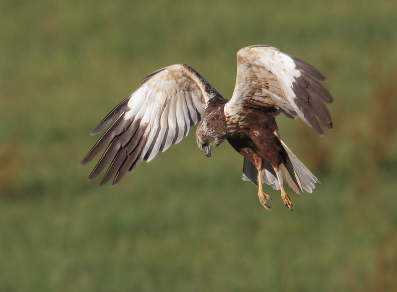 Marsh harrier (circus aeruginosus), Grancy, Switzerland, September 2012