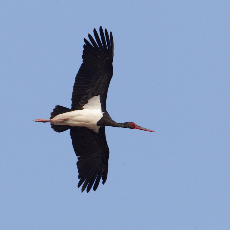 Black stork (ciconia nigra), Doana, Spain, September 2012