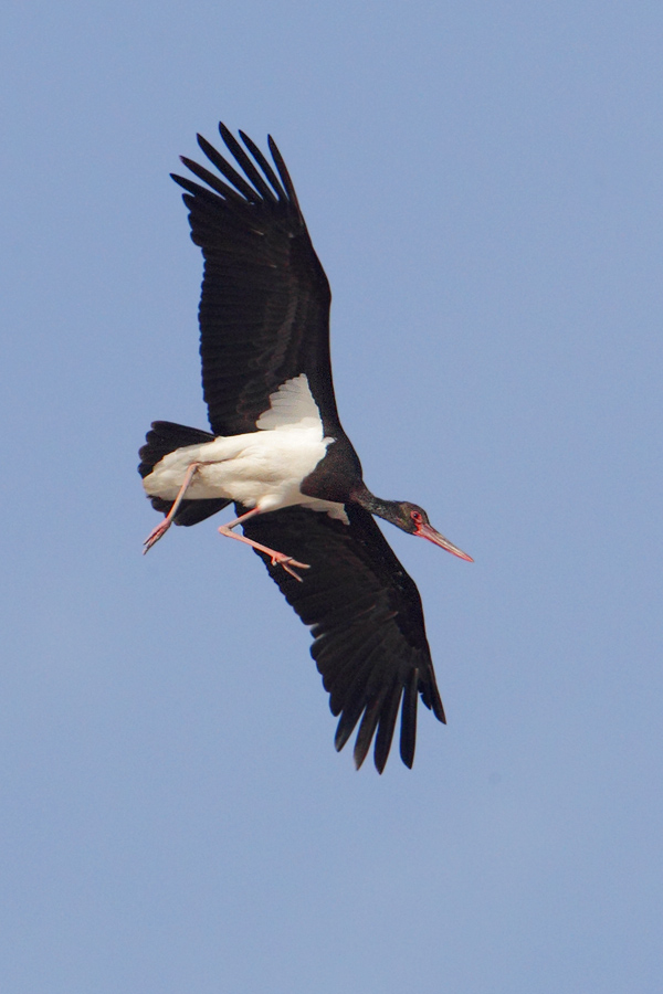 Black stork (ciconia nigra), Doana, Spain, September 2012