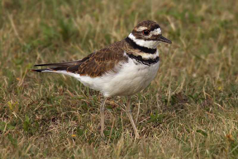 Kildeer, Cedar Lodge (BLNP, SD), USA, September 2007