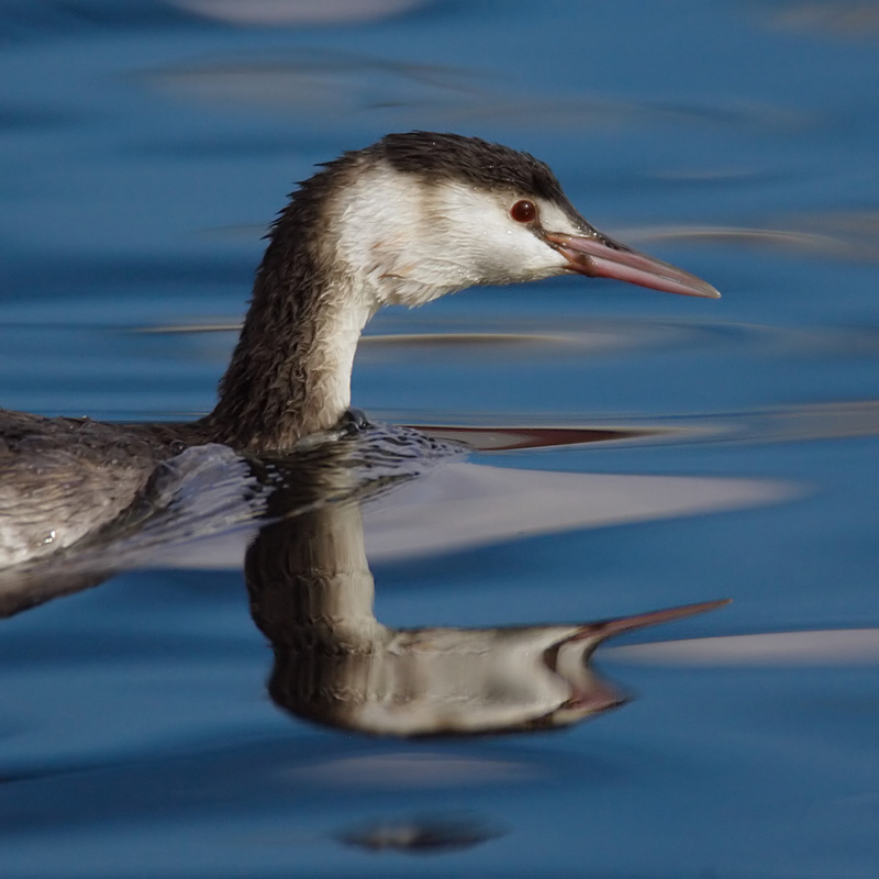 Great crested grebe, Saint-Sulpice, Switzerland, November 2007