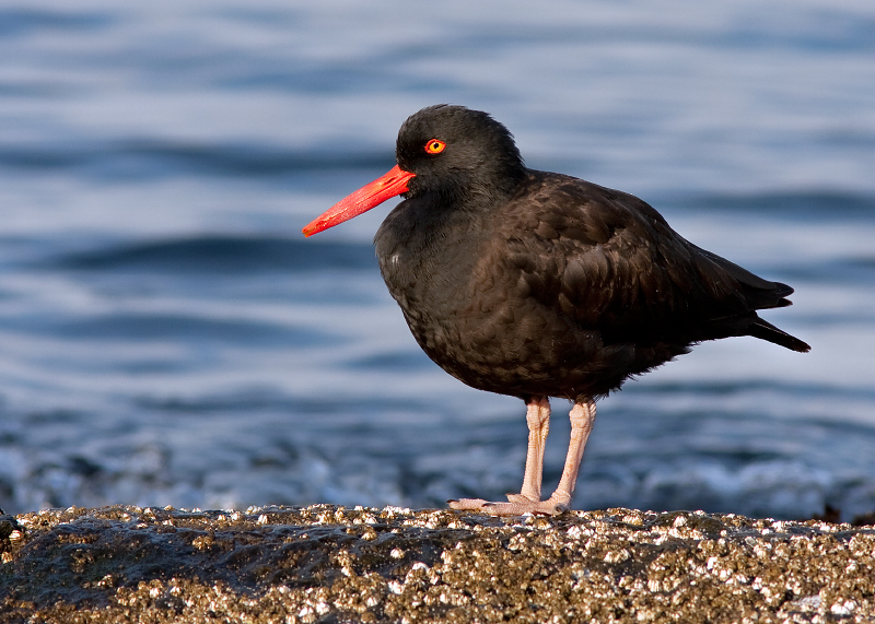 Black Oystercatcher