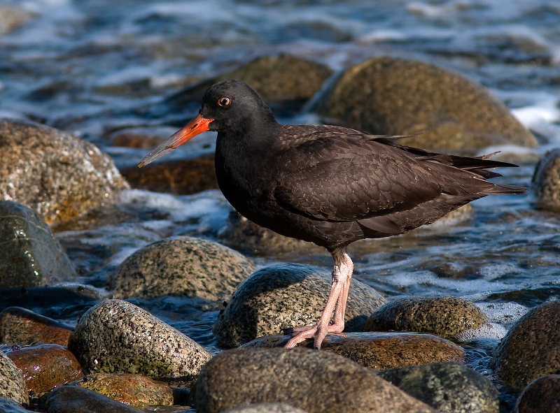 Black Oystercatcher