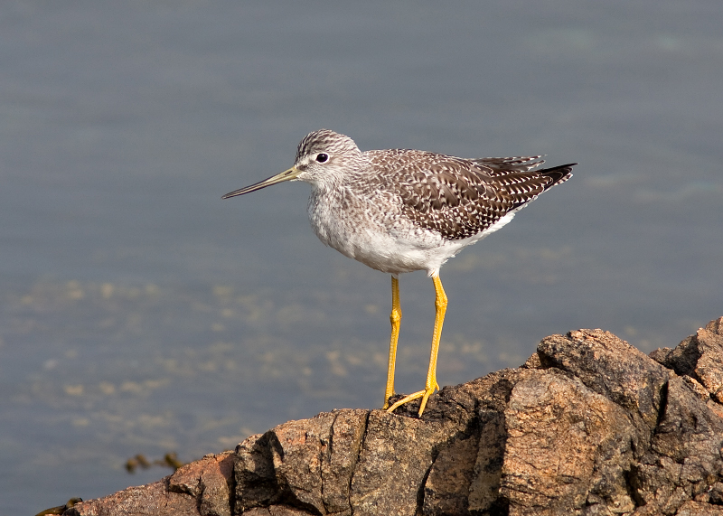 Greater Yellowlegs