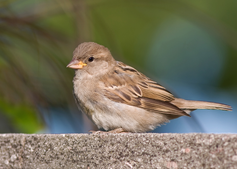 House Sparrow