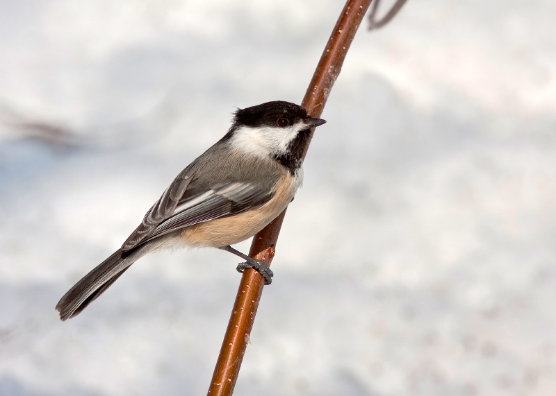 Black-capped Chickadee