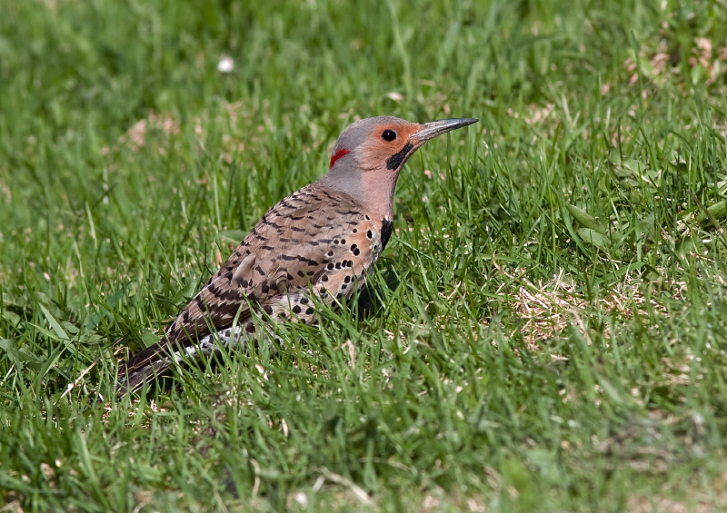 Northern Flicker