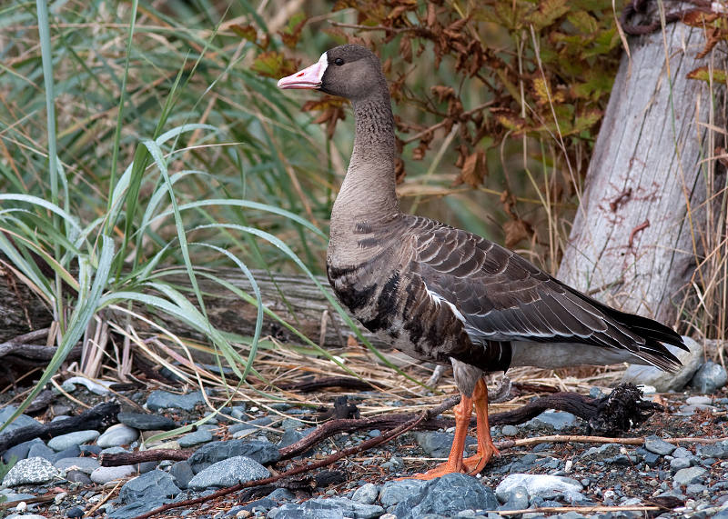 Greater White-fronted Goose