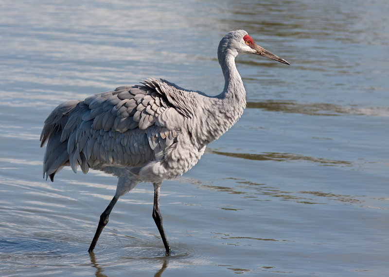 Sandhill Crane