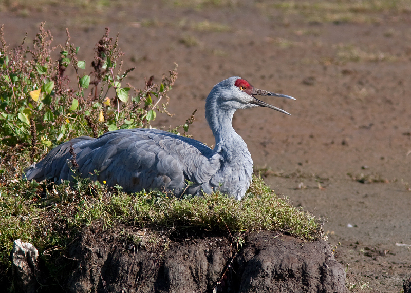 Sandhill Crane