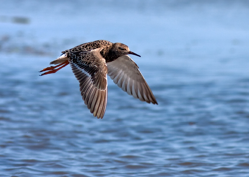RUFF (breeding female)