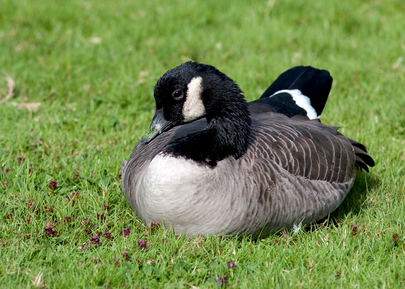 Canada Goose