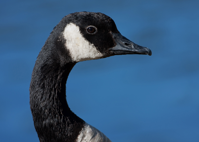 Canada Goose