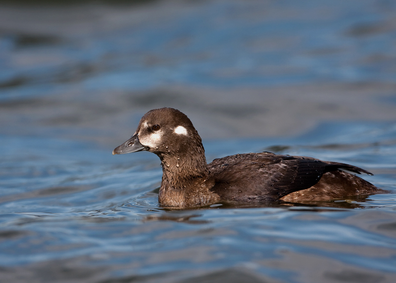 Harlequin Duck