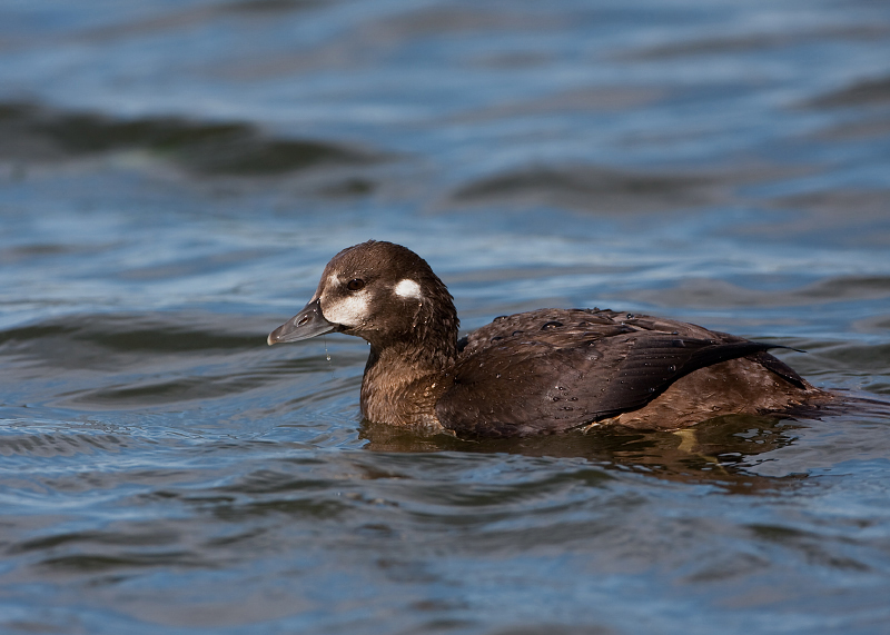 Harlequin Duck
