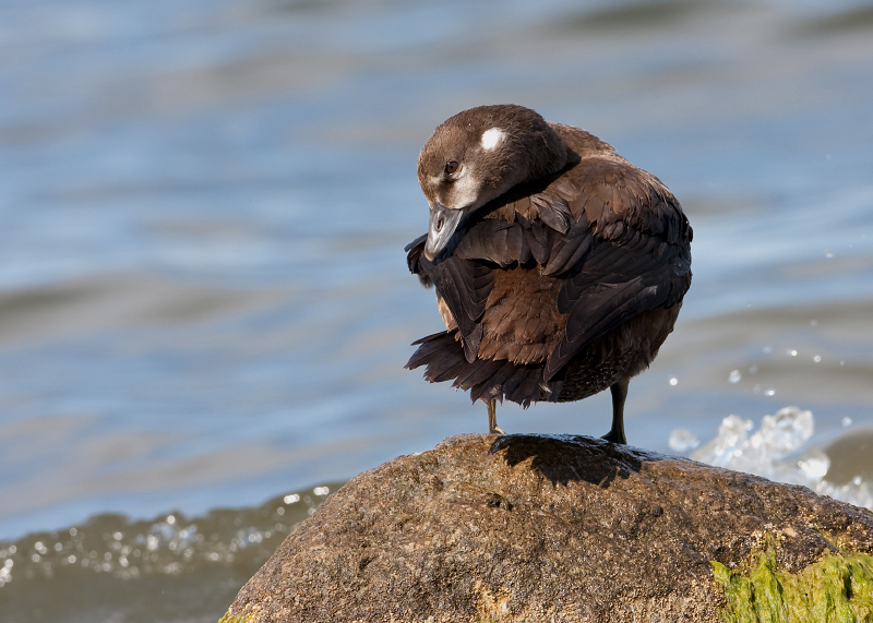 Harlequin Duck