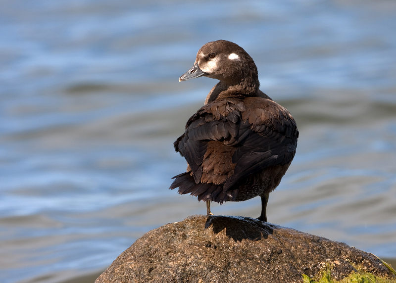 Harlequin Duck
